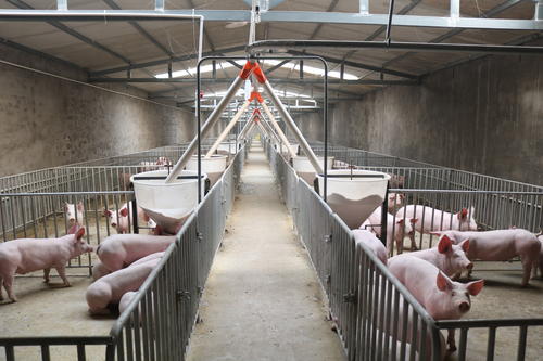 養(yǎng)豬廠廢水怎么處理？-樂中環(huán)保