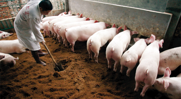 養(yǎng)豬廠廢水用什么方法處理？-污水處理方法-污水處理十萬個為什么