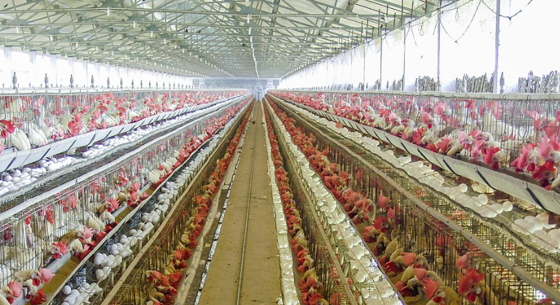 養(yǎng)殖場(chǎng)廢水如何正常處理？-青島樂(lè)中環(huán)保