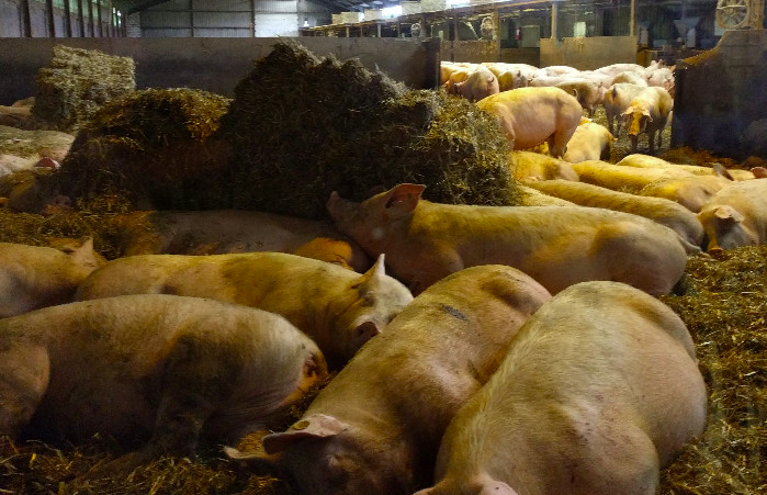 養(yǎng)豬場(chǎng)污水處理方法有哪些？選對(duì)工藝成本低效果好！