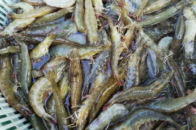 養(yǎng)蝦廢水怎么處理效果好？解決方案！-1