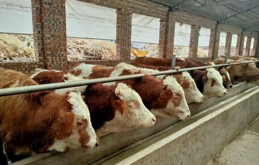 養(yǎng)牛場污水處理設(shè)備需要多少錢，價(jià)格？