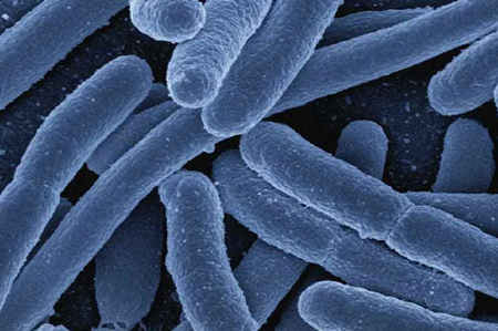 變形菌門(mén)是好是壞（變形菌門(mén)是好是壞）