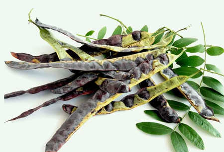 皂腳和皂角的區(qū)別是什么（皂腳和皂角一樣嗎？）