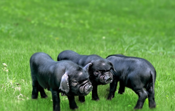 黑豬養(yǎng)殖廢水處理設備廠家-樂中環(huán)保